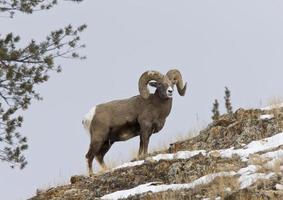 yellowstone park wyoming winter sneeuw grote hoorn schapen foto