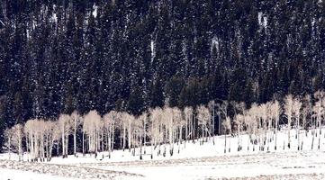 Yellowstone Park Wyoming Winter Sneeuw foto