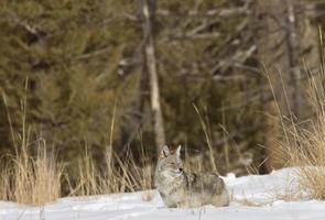 yellowstone park wyoming winter sneeuw coyote foto