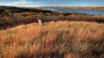 herfst uitzicht saskatchewan foto