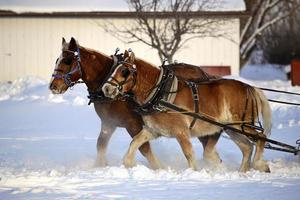 door paarden getrokken slee in de winter foto