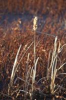 cattail in de winter foto