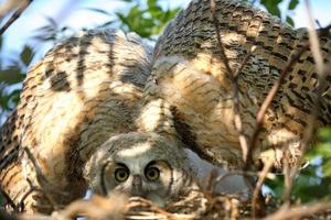 grote gehoornde uil spreidt zijn vleugels in het nest foto