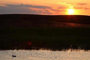 eend zwemmen in een vijver van Saskatchewan bij zonsondergang foto