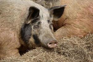 twee varkens slapen in greppel langs de weg foto