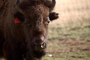 close-up van een Amerikaanse bizon in Saskatchewan foto