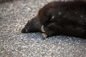 roadkill langs de landweg van Saskatchewan foto