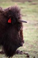 close-up van een Amerikaanse bizon in Saskatchewan foto