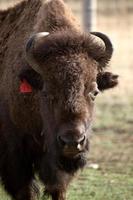 close-up van een Amerikaanse bizon in Saskatchewan foto