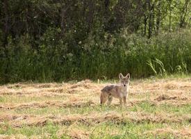 jonge coyote in een hooiveld in Saskatchewan foto