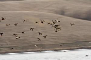 wilde eend drakes tijdens de vlucht over buffalo pound lake foto