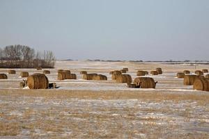 Muildierhert tussen hooibalen in de winter foto