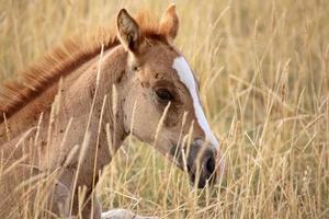 veulen rusten in een saskatchewan weiland foto