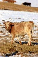 koe in de winter canada foto