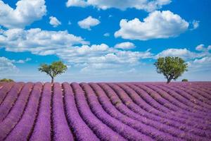 prachtig landschap met lavendelveld onder zonlicht. bloeiende violet geurige lavendel bloemen helder blauwe bewolkte hemel. zomer natuur landschap foto