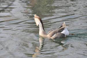 eend vogel wetenschappelijke naam animalia chordata aves anseriformes an foto