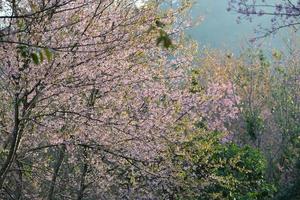 prunus cerasoides bloemen bloeien in de ochtend het is een bloem in thailand die eruitziet als kersenbloesems in japan foto