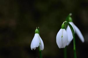 drie sneeuwklokjes met donkere achtergrond foto