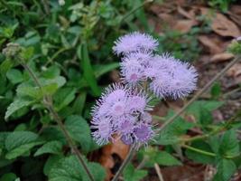 paarse bloem planten foto