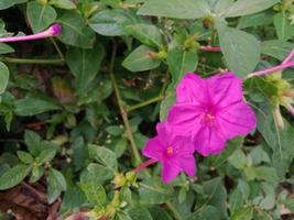 roze kleur bloem planten foto