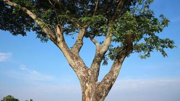 grote weelderige boom met blauwe hemelachtergrond foto