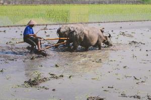 boer ploegt rijstveld met paar ossen of buffels. foto