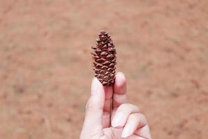 een hand brengt bruine dennenappel of dennenboomfruit met dennenbos op de achtergrond foto