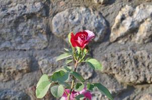 rood roze bloem foto