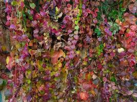 rode, groene en paarse bladeren textuur achtergrond. foto