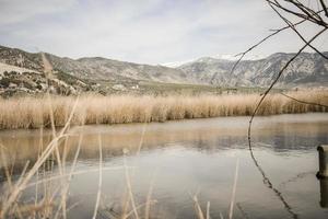 wetlands met moerasvegetatie in padul, granada, andalusië foto