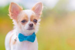 witte chihuahua hond op een bankje in de natuur. hond, pup. foto