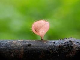 pluizige rozerode paddenstoelen over twijgen tegen een natuurlijke achtergrond foto