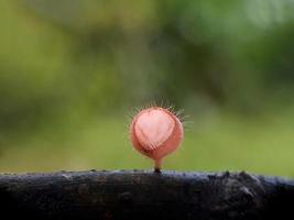 pluizige rozerode paddenstoelen over twijgen tegen een natuurlijke achtergrond foto