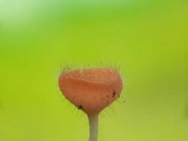 pluizige rozerode paddenstoelen over twijgen tegen een natuurlijke achtergrond foto