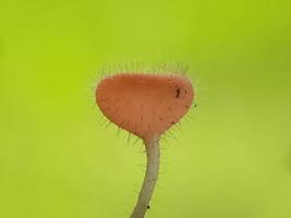 pluizige rozerode paddenstoelen over twijgen tegen een natuurlijke achtergrond foto