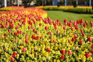 rode tulpen bij Buckingham Palace in Londen foto