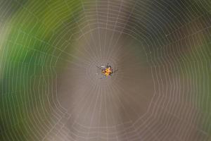 spin op het web natuur achtergrond foto