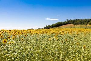 zonnebloemen veld in italië. schilderachtige platteland in Toscane met blauwe lucht. foto