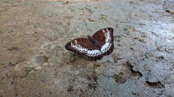 een bruine vlinder met een mooi wit patroon voor een walpapper of bijlage bij een artikel over de natuur. foto