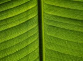 banaan groene blad achtergrond. geschikt voor behang foto