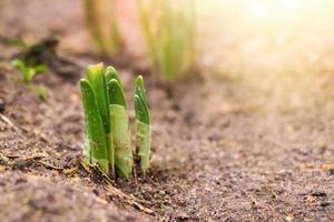 eerste groene spruiten van bloemen groeien uit de grond. vroege lente. foto