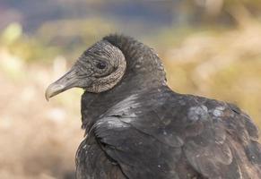 zwarte gier close-up weergave foto