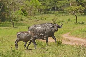 moeder en baby Kaapse buffel na een modderbad foto