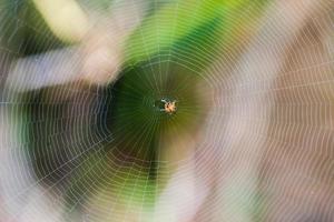 spin op het web foto