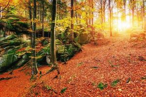 bos in zonnige middag terwijl seizoen. herfst landschap. oekraïne foto