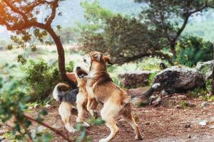 twee honden die met elkaar vechten foto