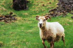 de IJslandse schapen foto