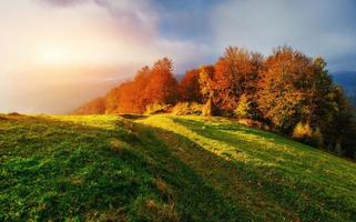 bosweg in de herfst. foto