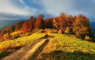 bosweg in de herfst. foto