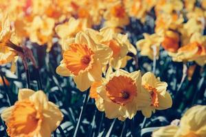 gele narcissen in de tuinen van holland. retro gefilterd. foto